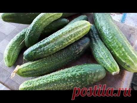 вкуснейший салат  С ПЕРЕРОСШИХ ОГУРЦОВ