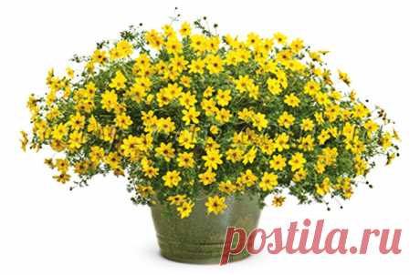 больной вопрос | Записи в рубрике больной вопрос | Дневник галина5819