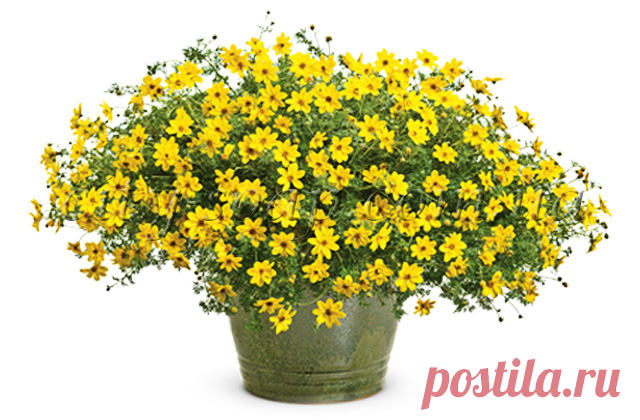 больной вопрос | Записи в рубрике больной вопрос | Дневник галина5819