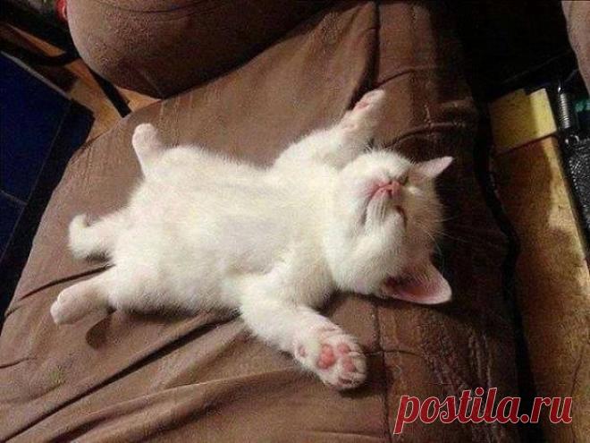 Фигурное лежание:) | KotoMail.ru