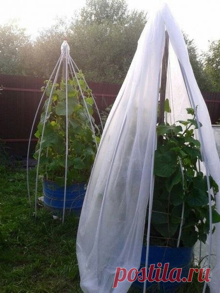 Интересный парник для огурцов