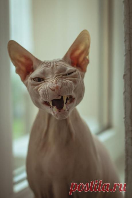 Сфинкс! 
Красавчик!)))