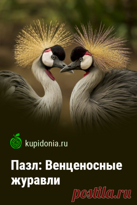Пазл: Венценосные журавли. Красивый пазл из серии «Пазлы с птицами». Собирай пазлы онлайн!