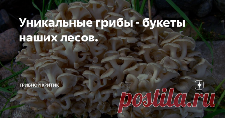 Уникальные грибы - букеты наших лесов. Трутовик зонтичный (Polyporus umbellatus).
Для тех, кому это интересно, могу сообщить, что также этот гриб называют: грифола разветвлённая, трутовик ветвистый, полипор зонтичный, грифола зонтичная. Ну, конечно же,  такие знания могут представлять пользу только для тех, кто любит грибы и всё, что с ними связано.
Этот трутовик состоит из множества плодовых тел, сросшихся воедино. Своим внешним