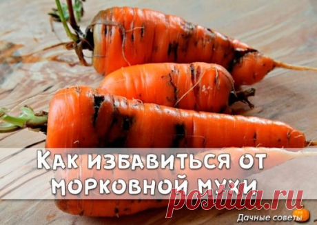 Избавляемся от морковной мухи народными средствами
 
 
 
Ее длинна — всего 4-5 миллиметра. У нее черное брюшко, красная голова и желтые лапки. Она летает с помощью широких прозрачных зеленоватых крыльев.  
 
 
 
Она — морковная муха — маленький, но злостный вредитель моркови, пастернака, сельдерея и петрушки. За один дачный сезон наши грядки с морковью атакуют два поколения этого вредного насекомого. Сегодня пришло время узнать морковную муху «в лицо», определить сроки ее вылета и характер повр