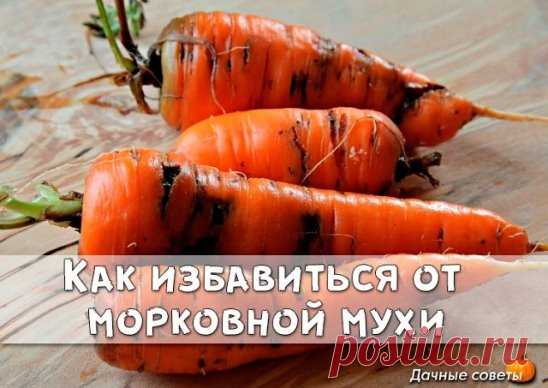 Избавляемся от морковной мухи народными средствами
 
 
 
Ее длинна — всего 4-5 миллиметра. У нее черное брюшко, красная голова и желтые лапки. Она летает с помощью широких прозрачных зеленоватых крыльев.  
 
 
 
Она — морковная муха — маленький, но злостный вредитель моркови, пастернака, сельдерея и петрушки. За один дачный сезон наши грядки с морковью атакуют два поколения этого вредного насекомого. Сегодня пришло время узнать морковную муху «в лицо», определить сроки ее вылета и характер повр
