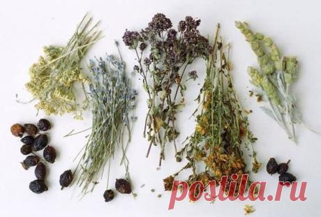 (2) Лечиться травами надо очень осторожно!... - Здоровье: Секреты, рецепты и любовь