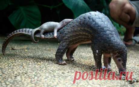 25 воспитательных моментов из мира животных | ЖИВОЙ УГОЛОК