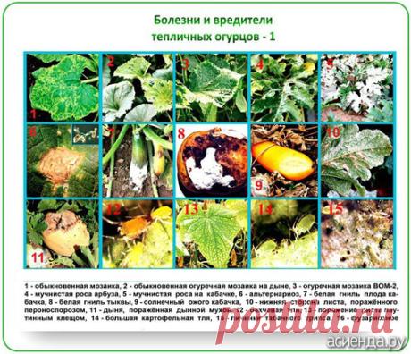 Здравствуйте огородники. Посадила огурчик на огороде в ёмкость. Что с огурцом? / Асиенда.ру