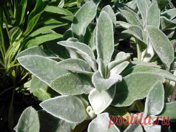 Чистец византийский C1 купить недорого в ОБИ, цена, отзывы