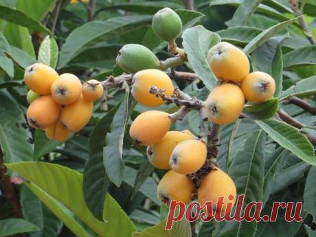 Мушмула: правила выращивания и ухода в условиях дома Теплолюбивые растения, приспособленные к существованию в субтропическом климате, всё чаще встречаются на подоконниках в квартирах. Выращивание многих экзотических культур отличается повышенной требова...