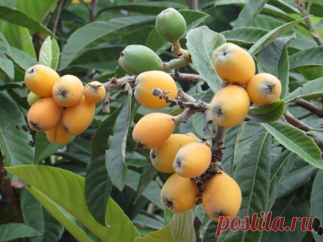 Мушмула: правила выращивания и ухода в условиях дома Теплолюбивые растения, приспособленные к существованию в субтропическом климате, всё чаще встречаются на подоконниках в квартирах. Выращивание многих экзотических культур отличается повышенной требова...