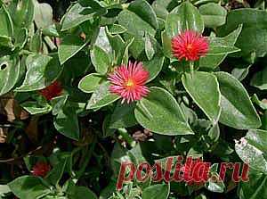 Аптения -  Aptenia описание и уход  на FloralWorld.ru
