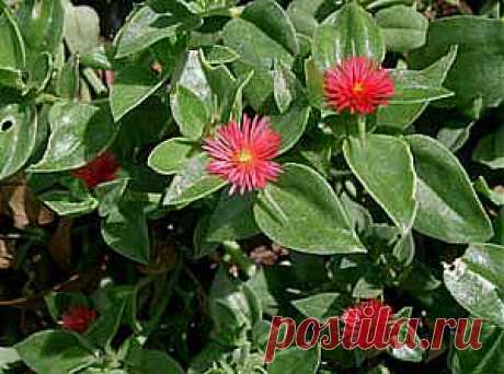 Аптения -  Aptenia описание и уход  на FloralWorld.ru