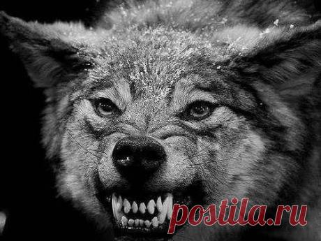 Как злятся Знаки Зодиака