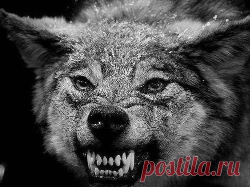 Как злятся Знаки Зодиака