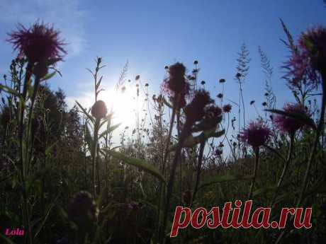 Лето | Фотографии Ксюша Ксюшина | 201 фото