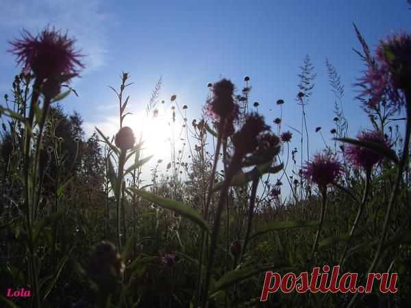 Лето | Фотографии Ксюша Ксюшина | 201 фото