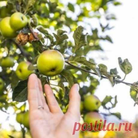 Уход за яблоней осенью