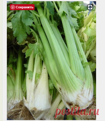 Салат-лечо с черешковым сельдереем : Лечо, салаты, аджика