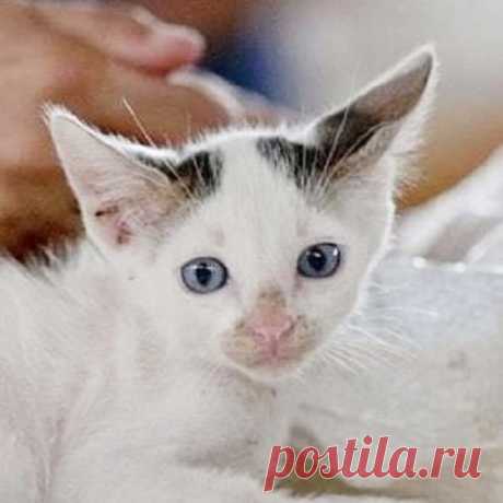 Кот окраса калико | Мур ТВ