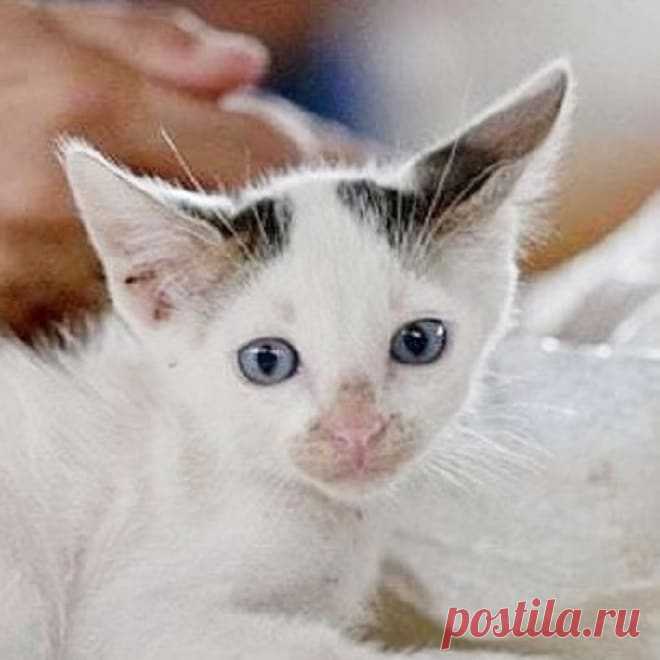 Кот окраса калико | Мур ТВ
