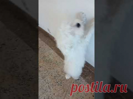 maltês, 08 (oito) meses...fofa...phyxy