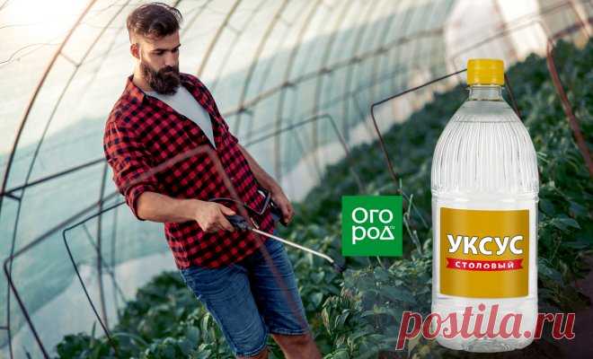 11 необычных способов применения уксуса на даче