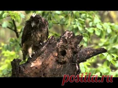 Wild Russia - 3 - Far East(Россия:От Края До Края-Дальний Восток)-2/3