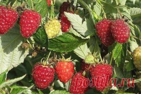 КАК БЕЗ УЩЕРБА ДЛЯ УРОЖАЯ ОМОЛОДИТЬ СВОЙ МАЛИННИК!!!