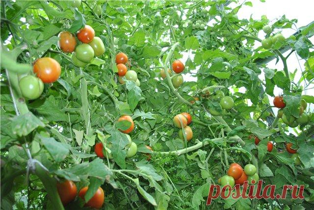Полезные советы для выращивания томатов в теплице — 6 соток