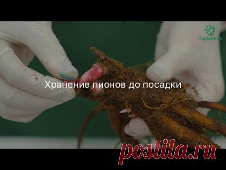 Хранение пионов до посадки