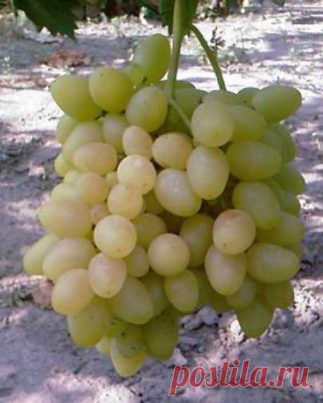 Эксклюзив! Виноград &quot;Надежда Аксайская&quot; - Саженцы Винограда - купить в Одессе, Украине по цене 65,00 грн - Agro-Market