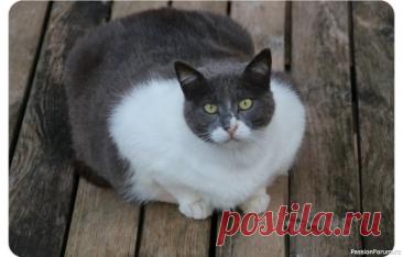 Лишний вес у кошки меняет иммунитет