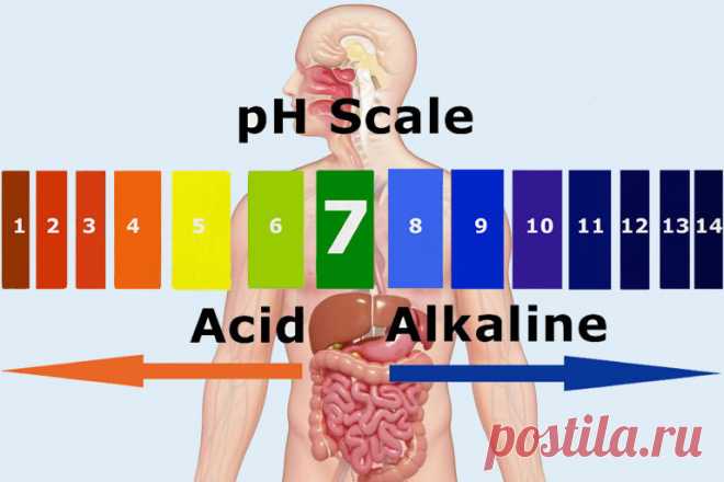 4 преимущества щелочной диеты Как считают приверженцы щелочной диеты, так называемые «кислотные» продукты нарушают кислотно-щелочной баланс организма, а «щелочные», наоборот, помогают его восстановить.