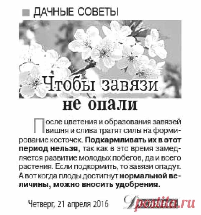 Чтобы завязи не опали