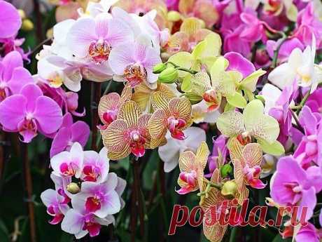 ...В свет одевшись, искрят орхидеи...
Блеском грёз ослепляя глаза...
И трепещут, смущённо бледнея...
И любви раскрывают сердца...

Странной робости вдруг отдаваясь,
Замирают... Не смея дышать...
Им приятна тоска заревая –
В облака воспаряет душа!!!

...Грациозно-хмельная воздушность
Зачаровывает красотой!!!
Безупречной... Волшебной... Гламурной...
С затаённой хрустальной слезой... (с)