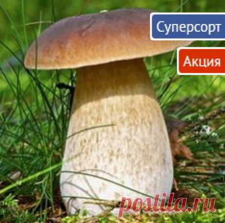 Рецепты аджики - заготовки на зиму