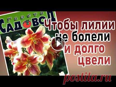 Основные правила ухода за лилиями: посадка и уход. На видео представлены лилии из частной коллекции Сергея и Анны Садовых и Светланы Грачёвой. Группа ...