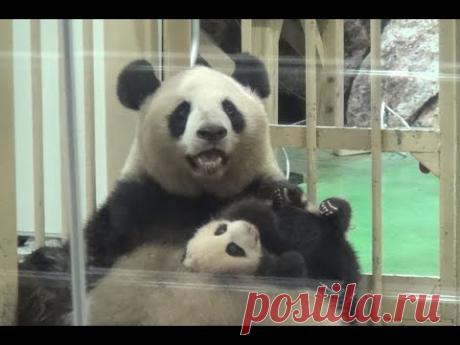 【パンダ親子】🐼愛情いっぱいの抱っこ❤良浜ママ＆結浜♪【生後74日目】 　Giant panda -Rauhin&amp;Yuihin- ☆a mother's love❤