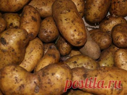 Подготовка клубней картофеля к посадке | Я-фермер.RU
