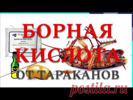 БОРНАЯ КИСЛОТА ОТ ТАРАКАНОВ