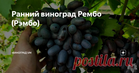 Ранний виноград Рембо (Рэмбо) Сегодня я расскажу Вам об урожае винограда 2021 года. А именно я расскажу Вам об урожае раннего винограда Рембо (Рэмбо). Эта гибридная форма винограда была выведена знаменитым селекционером Виктором Михайловичем Калугиным. Получена она была путём скрещивания винограда «Талисман» и винограда «Велика». В результате была выведена довольно ранняя гибридная форма винограда. Выше и ниже на фотографиях вы можете видеть урожай винограда, который был п...