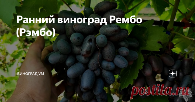 Ранний виноград Рембо (Рэмбо) Сегодня я расскажу Вам об урожае винограда 2021 года. А именно я расскажу Вам об урожае раннего винограда Рембо (Рэмбо). Эта гибридная форма винограда была выведена знаменитым селекционером Виктором Михайловичем Калугиным. Получена она была путём скрещивания винограда «Талисман» и винограда «Велика». В результате была выведена довольно ранняя гибридная форма винограда. Выше и ниже на фотографиях вы можете видеть урожай винограда, который был п...