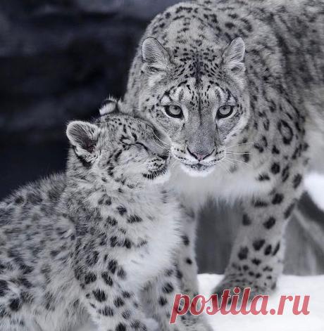 Смешная дикая природа