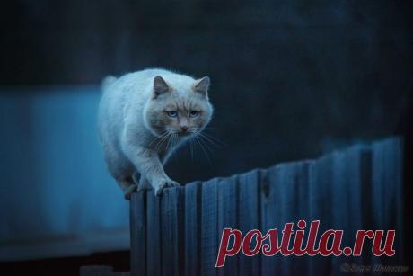 30 лучших снимков National Geographic за год