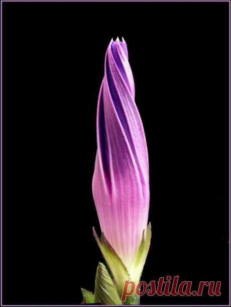 Фотография Свеча из раздела макро №1046635 - фото.сайт - Photosight.ru