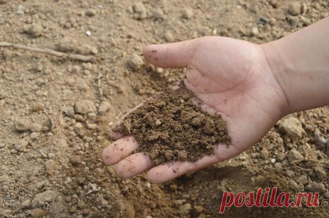 Компост на место: приемы для ленивого огорода Знакомое выражение «лень-двигатель прогресса» приобретает особый смысл, когда речь идет о тех, кто планирует или только что присоединился к всемирному сообществу огородников. На головы новичков иногда обрушивается такой объем информации о делах, что им делается не по себе: копать на разную глубину, вносить удобрения по лунному календарю и лопатить компостную кучу, замеряя ее температуру и влажность чуть ли не каждый день, а оно...