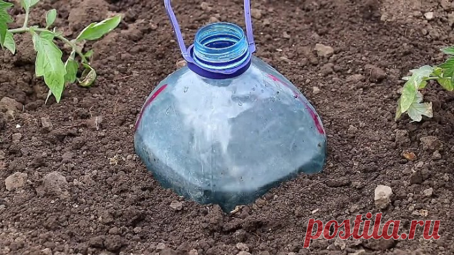 КАПЕЛЬНЫЙ ПОЛИВ БУТЫЛКАМИ!