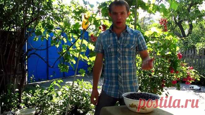 Рецепт ликера из черной смородины от Алкофана